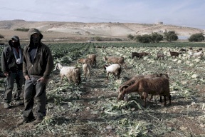 منظمة البيدر تحذر من مخاطر الاستيطان الرعوي في الأغوار