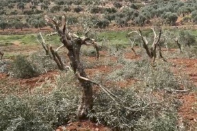 سلفيت: مستوطنون يقتلعون ويكسرون 40 شجرة زيتون في ياسوف 