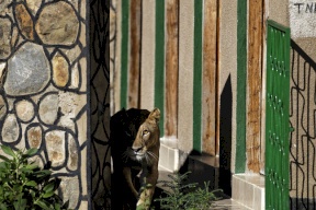 لبوة تفترس عاملا في أحد متنزهات السعودية