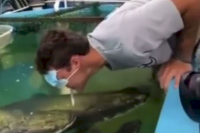 حادثة مرعبة: سمكة كادت تقتل رجلا حاول اطعامها.. "نطحة" غير متوقعة (فيديو)