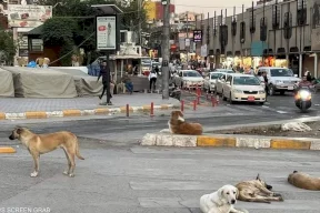 نهشت طفلة حتى الموت.. الكلاب السائبة تقلق العراقيين