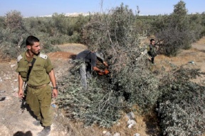 الاحتلال يقتلع 20 شجرة زيتون في تقوع شرق بيت لحم 
