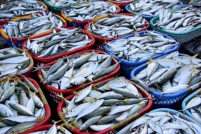 تصدير 40 طن من أسماك غزة إلى الضفة