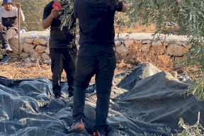 خبير زراعي: موسم الزيتون هذا العام حقق رقم قياسي في الانتاج بغزة