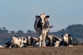 الأردن: فيروس يغلق أسواق الماشية ويعلق استيراد الأعلاف