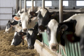 الجزائر تعلن إيقاف استيراد العجول والأبقار من فرنسا