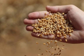 3 دول عربية تعتمد بشكل كبير على واردات القمح من روسيا وأوكرانيا