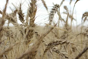 تحذيرات من الجوع: السودان يحتاج لاستيراد 3.5 مليون طن من القمح هذا العام