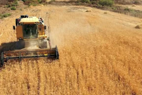العراق يخطط لزيادة إنتاجه من القمح 60 بالمئة هذا العام