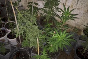 فيديو:: الشرطة تحبط تهريب كميات من المخدرات في طولكرم