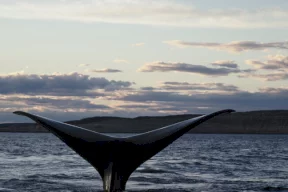 الحيتان المقاومة للسرطان قد تفتح الطريق أمام طول عمر الإنسان
