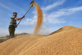العراق يكتفي ذاتياً من القمح خلال الموسم الحالي