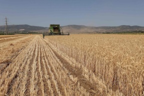 ارتفاع أسعار القمح والذرة بعد انسحاب روسيا من اتفاق الحبوب