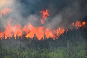 "أنوف" إلكترونية تساعد في مكافحة حرائق الغابات في ألمانيا