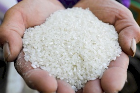 أسعار الأرز تقفز إلى أعلى مستوياتها في 3 أعوام بعد الحظر الهندي