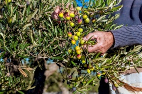 الزراعة: بدء موسم قطف الزيتون في فلسطين بـ12 أكتوبر المقبل