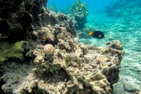 خطر غامض يفتك بالقنافذ البحرية ويهدد المرجان في البحر الأحمر