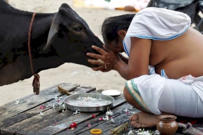 صناعة كرات الكريكيت الجلدية تتحدى قدسية الأبقار في الهند
