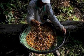 قهوة "جاكو" البرازيلية... منتج عضوي مستخرج من فضلات أحد أنواع الطيور