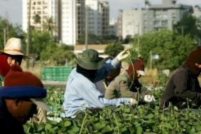 بعد اتفاق بين إسرائيل وسريلانكا: 200 عامل زراعي  في طريقهم لتل أبيب