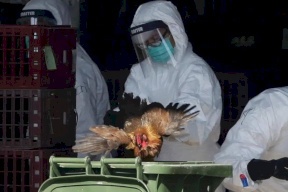 ثاني إصابة بشرية مؤكدة بإنفلونزا الطيور في الولايات المتحدة