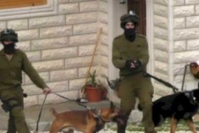 متحدث أممي: استخدام الاحتلال الكلاب ضد المعتقلين الفلسطينيين انتهاك خطير