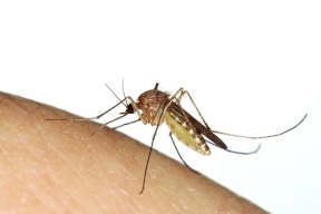 وزارة الصحة تسجل أول حالة إصابة بمرض حمى النيل الغربي