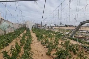 تقييم أممي: لا يمكن استخدام سوى أقل من 5% من الأراضي الزراعية في غزة