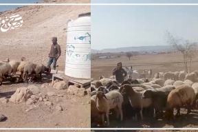 فيديو:: منظمة البيدر: مستعمرون برفقة "ماشية" يعتدون على  ممتلكات البدو "شلال العوجا" شمال أريحا