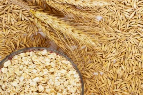 فوائد كثيرة للشوفان تضاهي أدوية إنقاص الوزن