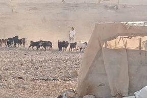 اعتداءات للمستعمرين في مناطق متفرقة من رام الله