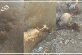 محدث:: فيديو: مستعمرون يسرقون ويقتلون عشرات رؤوس الأغنام في الأغوار الشمالية
