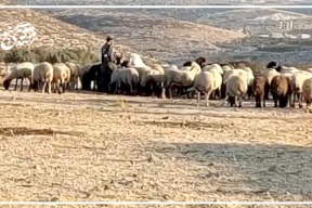 مستوطنون يرعون أغنامهم في أراضي المواطنين بدير دبوان شرق رام الله