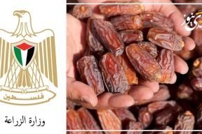 "الزراعة" تتخذ سلسلة إجراءات لضبط قطاع التمور في فلسطين