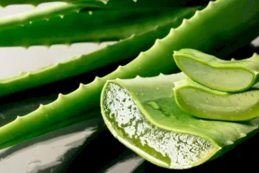 ماذا يحدث لضغط دمك عند شرب عصير الصبار؟