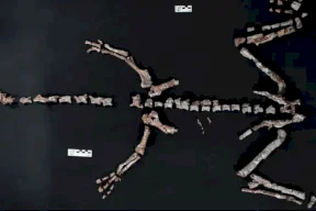 Discovery of Remains of One of the Oldest Dinosaurs in the World