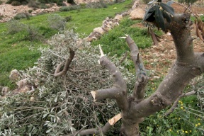 مستوطنون يقطعون عشرات أشجار الزيتون في المنيا جنوب بيت لحم (صور)