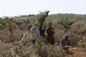 "أوتشا": موسم الزيتون بالضفة شهد أعلى مستوى من هجمات المستوطنين منذ 5 سنوات