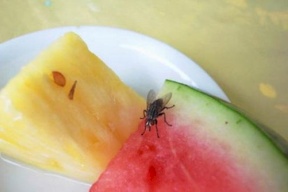 إليك أسهل طريقة لطرد الذباب من المطبخ