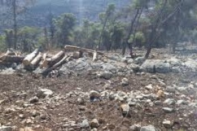 جودة البيئة تحول مشتبهين بقطع أشجار في أحراش عنبتا إلى الجهات المختصة