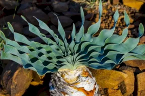 العثور على أقدم رؤوس سهام مسمومة في التاريخ