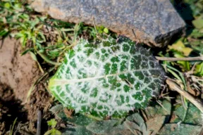 للمرة الثانية.. إسرائيل ترش "مواد مجهولة" جنوبي سوريا