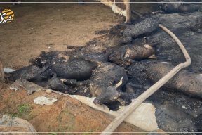 حريق "بفعل فاعل" يقتل 75 رأساً من الأغنام بالسموع وخسائر تقدر بـ200 ألف شيكل