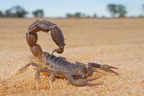 وسط المغرب.. إحدى أشد بؤر العقارب السامة عالميا