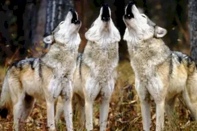 فرنسا تسمح بإعدام نحو 200 ذئب لحماية الماشية