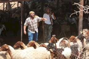 مستوطنون يسرقون 30 رأساً من الأغنام ويقتلون أخرى في مسافر بني نعيم