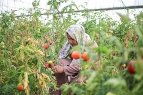 وزارة العمل في يوم المرأة: 150 ألف عاملة في الضفة و57 ألف امرأة معيلة في غزة