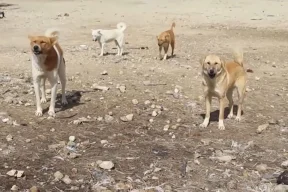 إصابة 4 أطفال بعضات كلب ضال في بديا غرب سلفيت