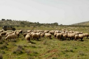 مستعمرون يسرقون رؤوس أغنام في قرية بيت أمرين شمال غرب نابلس