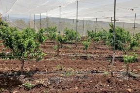 الاتحاد الأوروبي ينفذ جولة للاطلاع على مجموعة من المشاريع التي يمولها لدعم صمود المزراعين في تياسير وعاطوف  